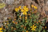 Hypericum nummularioides