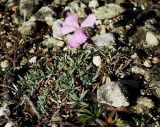 Dianthus humilis. Цветущее растение. Крым, Бахчисарайский р-н, гора Тепе-Кермен, каменистый склон. 21.11.2021.