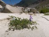 Vicia sosnowskyi