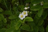 Fragaria moschata. Цветки с бутонами и листья. Московская обл., Наро-Фоминский р-н, окр. дер. Мальцево, луг на пригорке. 4 июня 2022 г.