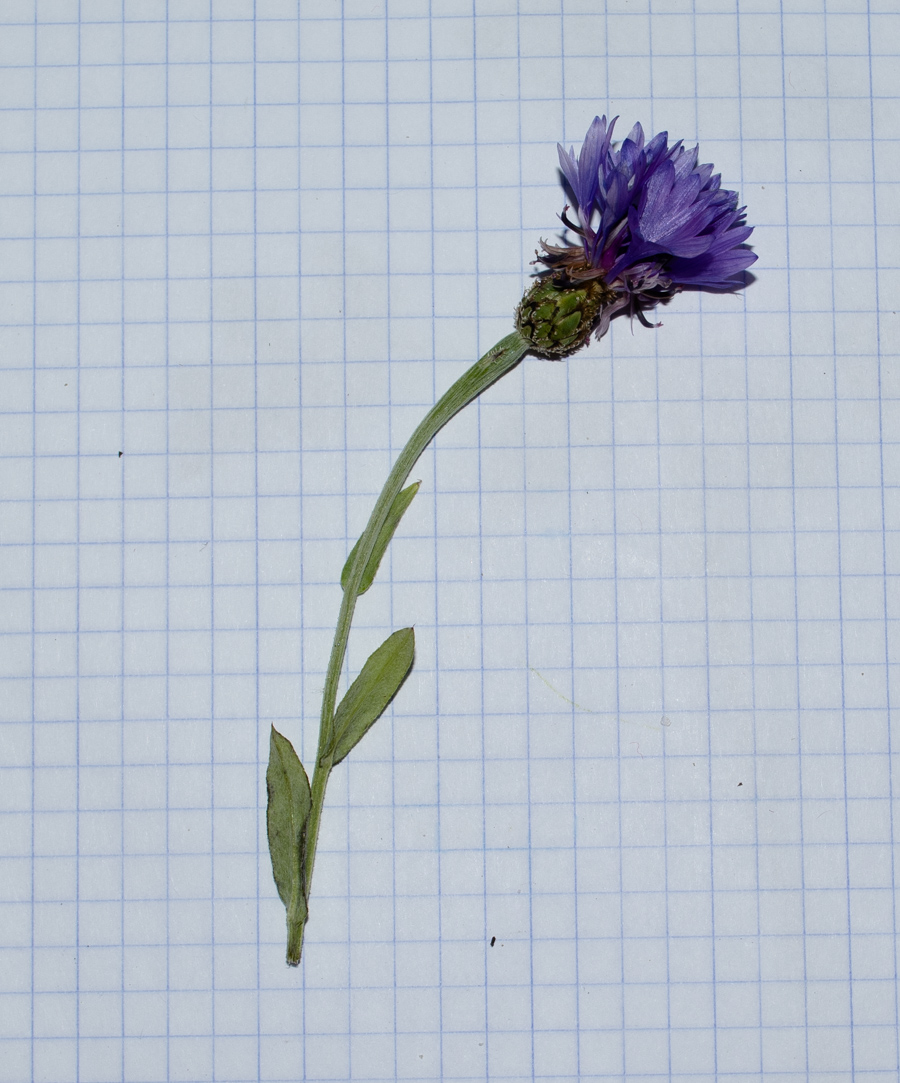 Изображение особи Centaurea cyanoides.