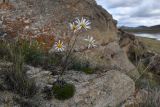 род Chrysanthemum. Цветущее растение. Иркутская обл., Ольхонский р-н, Тажеранская степь, окр. солёного оз. Холбо-Нур, гранитные замшелые валуны. 25 августа 2022 г.