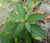 Acalypha australis