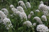 Lysimachia clethroides. Верхушка растения с соцветиями. ХМАО - Югра, г. Сургут, ботанический сад. 24.07.2023.