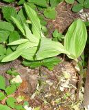 Epipactis helleborine