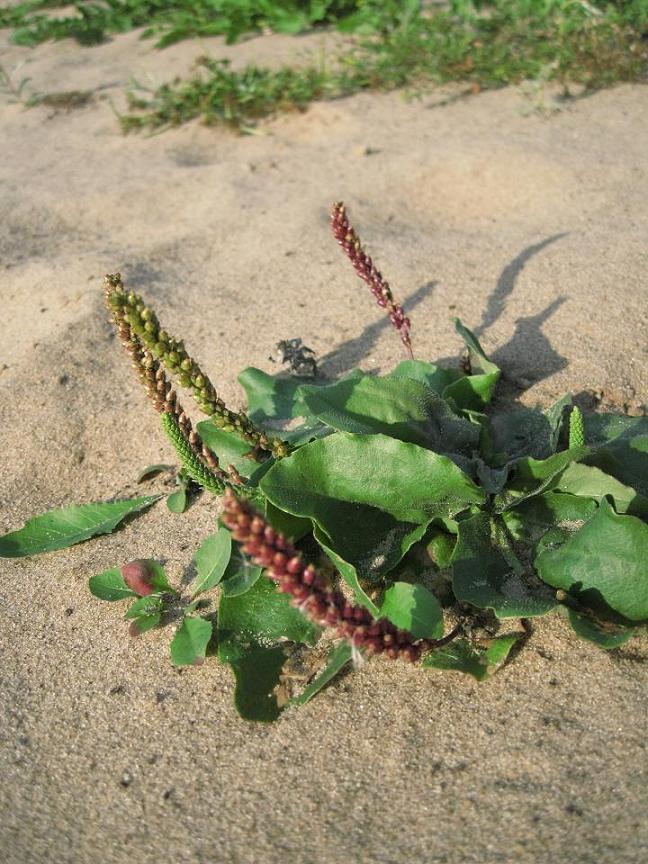 Изображение особи Plantago uliginosa.