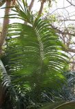 Cycas thouarsii