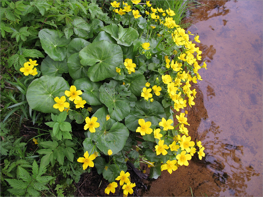 Изображение особи Caltha palustris.