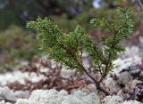 Juniperus sibirica. Ветвь. Сахалин, Северо-Сахалинская равн., р. Вал, лиственично-стланиковый лес. 23.06.2011.