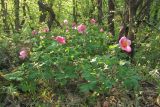 Paeonia daurica