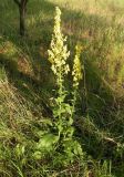 Verbascum marschallianum. Цветущее растение. Украина, Днепропетровская обл., Верхнеднепровский р-н, окр. пгт Новониколаевка. 06.06.2012.