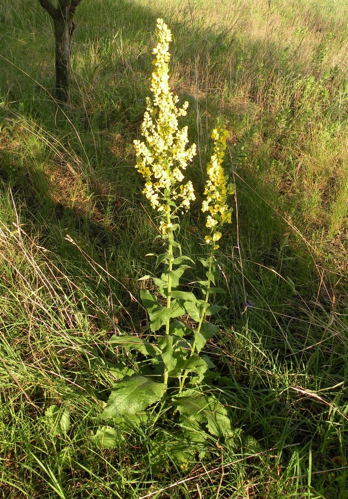 Изображение особи Verbascum marschallianum.