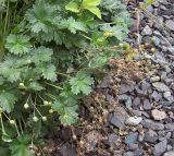 Potentilla intermedia