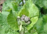 Arctium tomentosum