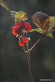 Rubus saxatilis