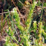 Anchusa ochroleuca. Верхушка цветущего растения. Ростовская обл., Неклиновский р-н, Андреево-Мелентьевское с/п, балка. 20.09.2012.