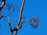Sorbus aucuparia. Побеги молодого дерева с веточками прошлогодних соплодий (плоды съедены птицами). Санкт-Петербург. 25 апреля 2009 г.