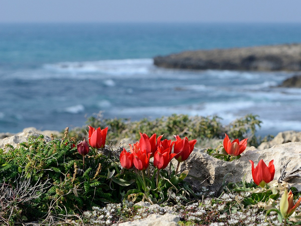 Изображение особи Tulipa agenensis.