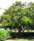 Magnolia grandiflora. Цветущее дерево. Франция, Приморские Альпы, г. Ментона, проспект Соспель, бульвар. 19.06.2012.