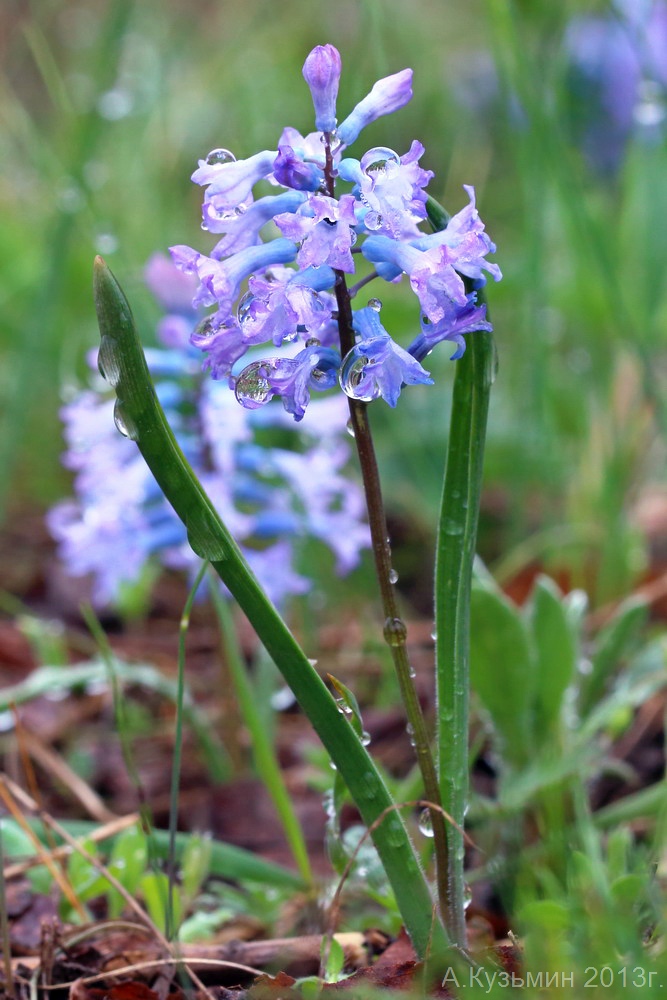 Изображение особи Hyacinthella pallasiana.