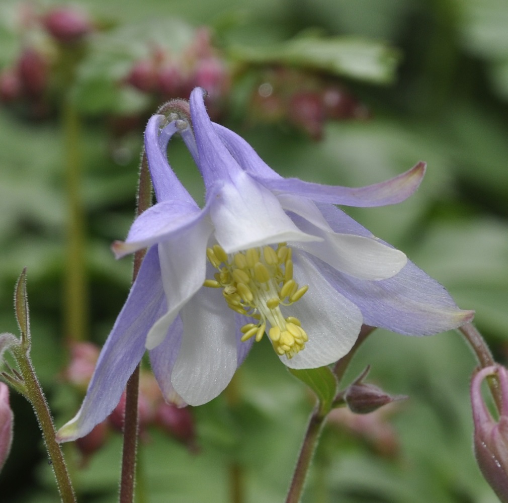 Изображение особи Aquilegia ottonis ssp. amaliae.