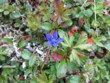 Gentiana jamesii