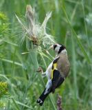 Tragopogon dubius. Соплодие с кормящимся щеглом (Carduelis carduelis). Краснодарский край, Кущёвский р-н, станица Шкуринская, остепнённый склон. 15.06.2009.