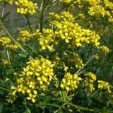 Bunias orientalis