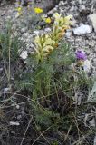 Pedicularis sibirica