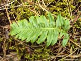 Polypodium vulgare