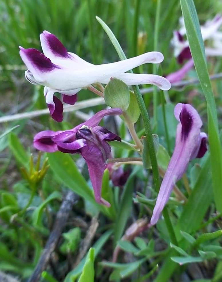 Изображение особи Corydalis persica.