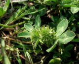 Trifolium scabrum