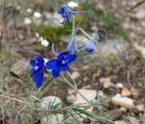 Delphinium grandiflorum