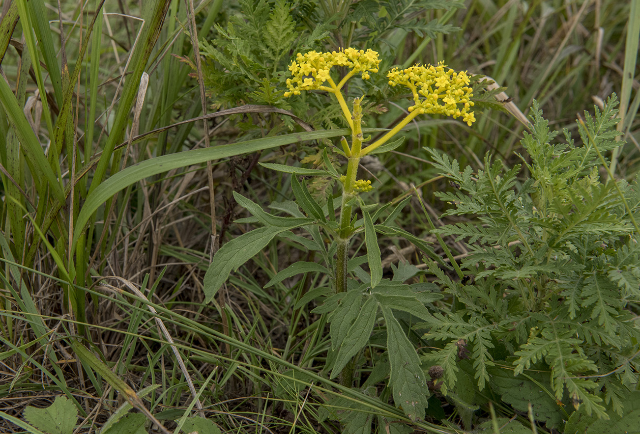 Изображение особи Patrinia scabiosifolia.