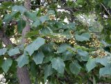 Paulownia tomentosa