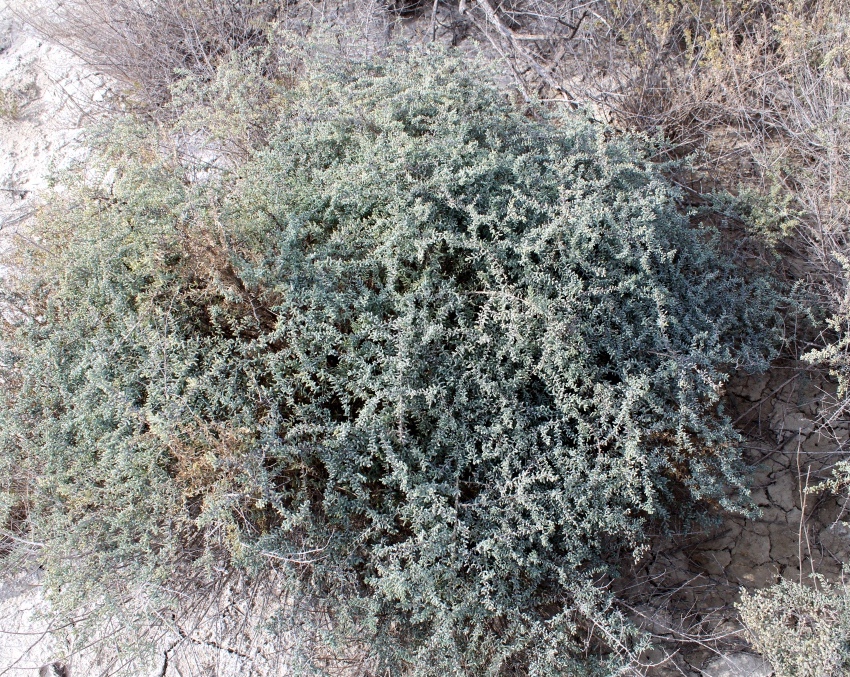 Image of Suaeda microphylla specimen.