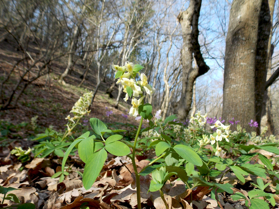 Изображение особи Corydalis marschalliana.