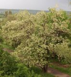 Robinia pseudoacacia