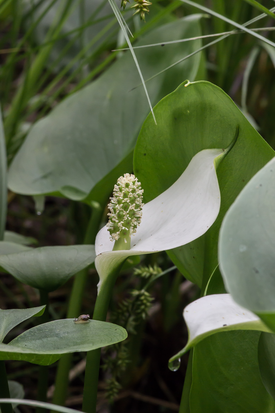 Изображение особи Calla palustris.