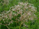 Valeriana alternifolia. Соплодие. Приморье, Находкинский городской округ, окр. пос. Авангард, у лесной дороги. 04.07.2016.