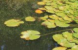 Nymphaea alba