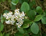 род Ligustrum. Цветки и листья. Нидерланды, провинция Лимбург, г. Vaals, озеленение. Июль.