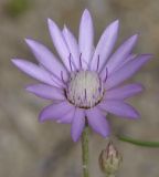 Xeranthemum annuum