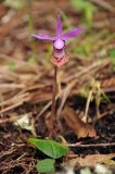 Calypso variety occidentalis