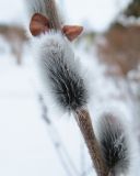 Salix gracilistyla