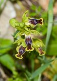 Ophrys lutea подвид galilaea. Соцветие с бутонами и цветками. Израиль, горы Самарии (западная часть), поселение Альпей Менаше, каменистый склон, выс. ок. 300 м н. у. м. 17.03.2017.