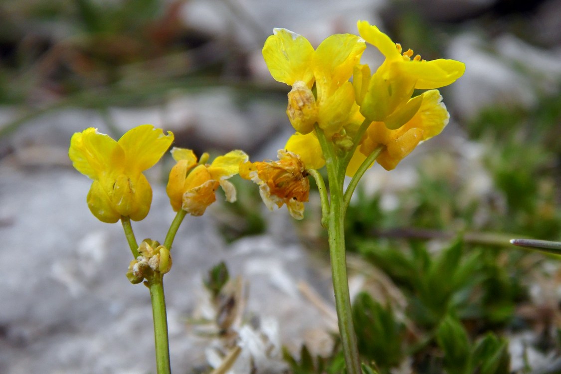 Изображение особи Draba scabra.