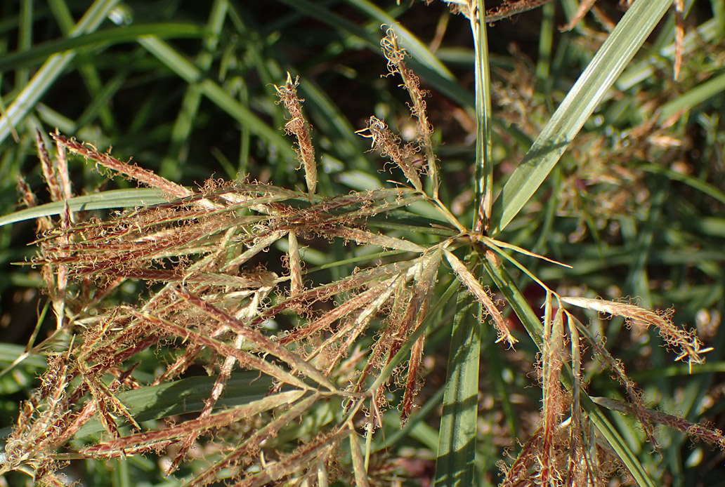 Изображение особи Cyperus rotundus.