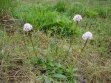 Valeriana capitata. Цветущее растение. Чукотка, побережье бухты Провидения. 22.07.2005.