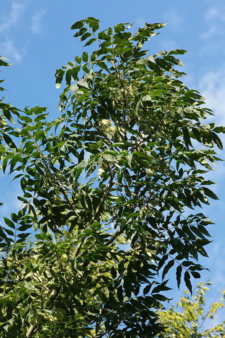 Изображение особи род Fraxinus.